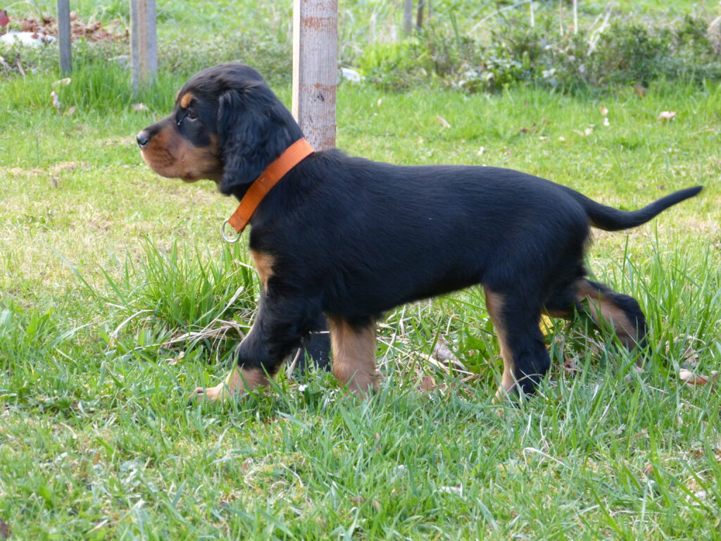 Nový člen naší smečky – Dorka