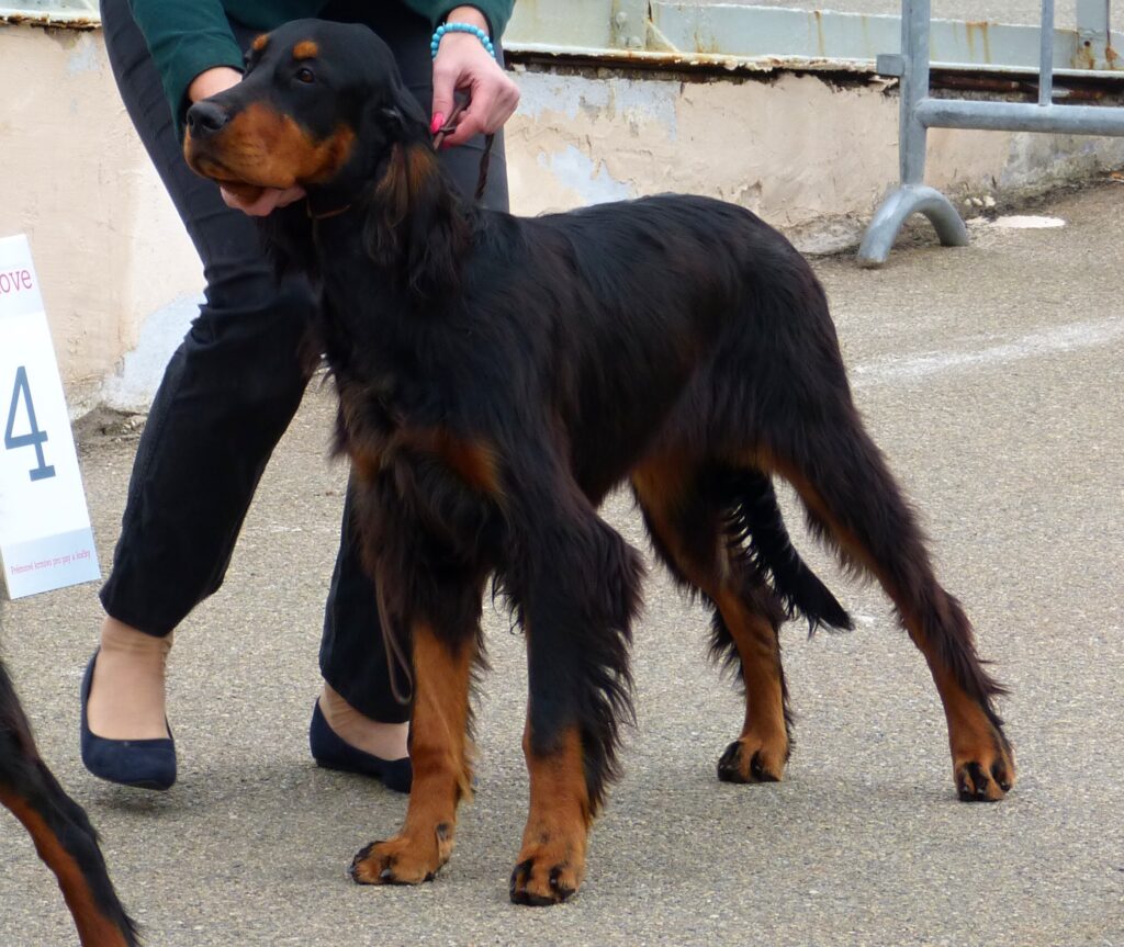 Moravskoslezská národní výstava psů 23.9.2017