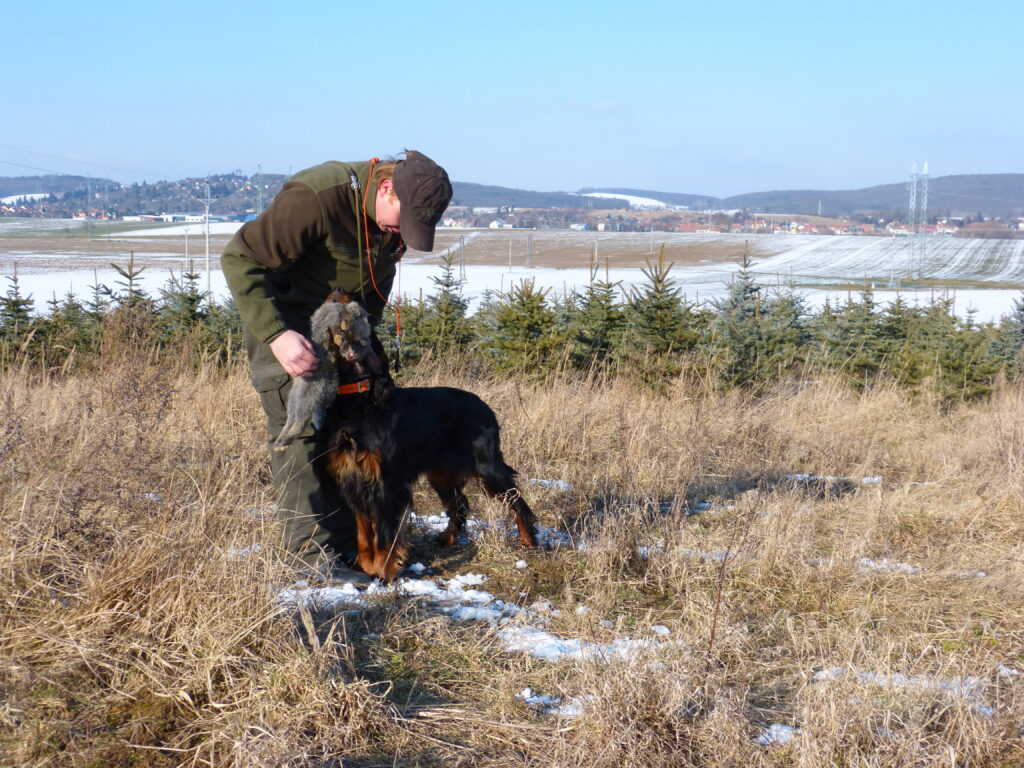 Dora a začátky s divokou zvěří