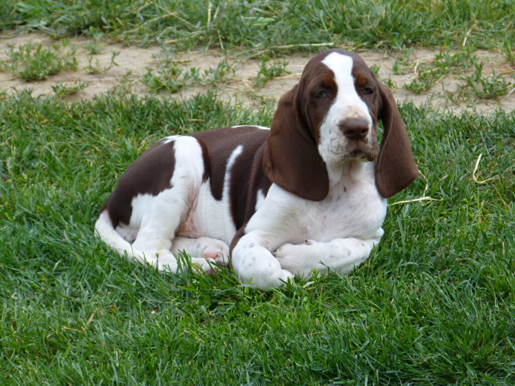 KOKA CANERO BASS  – Ellisabeth