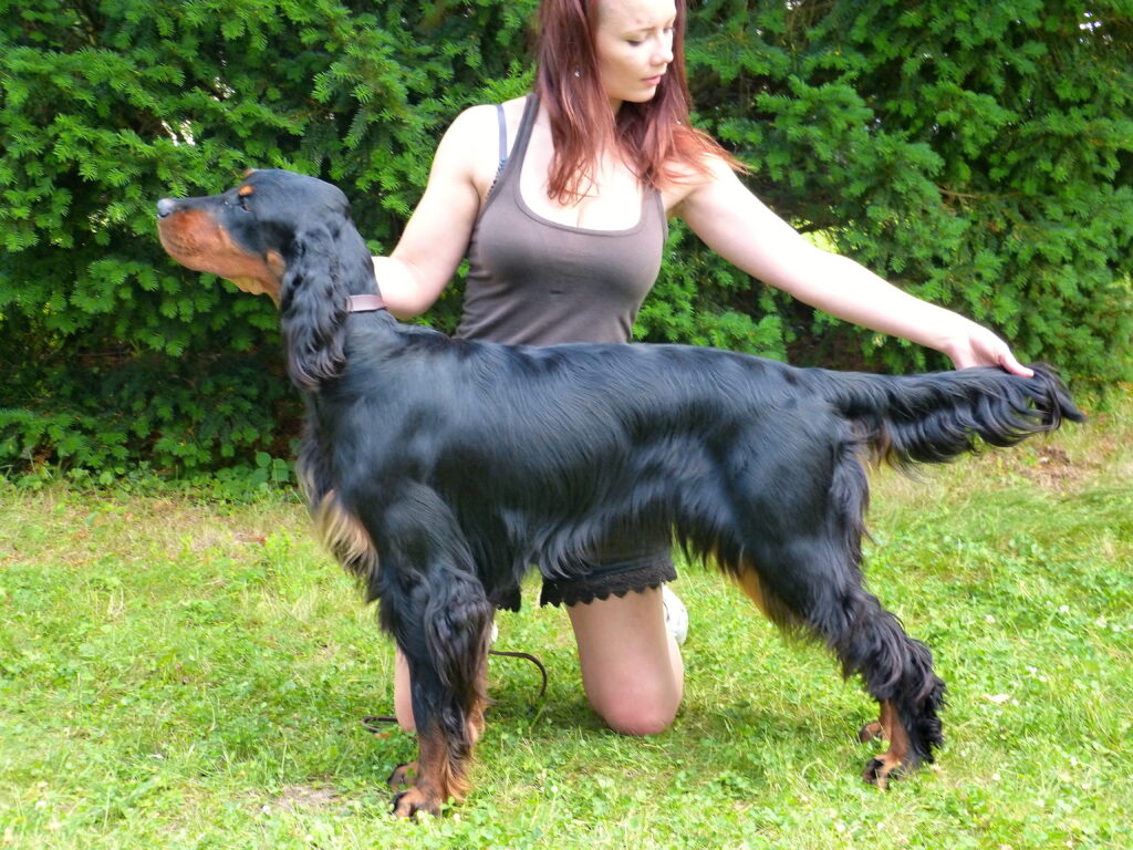 Oblastní výstava psů, KV a SV Náměšť na Hané 16.6.2018