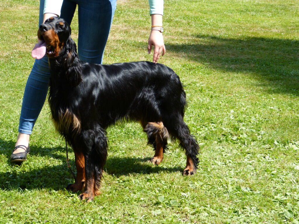 Klubová výstava ČPSK Konopiště 17.6.2018