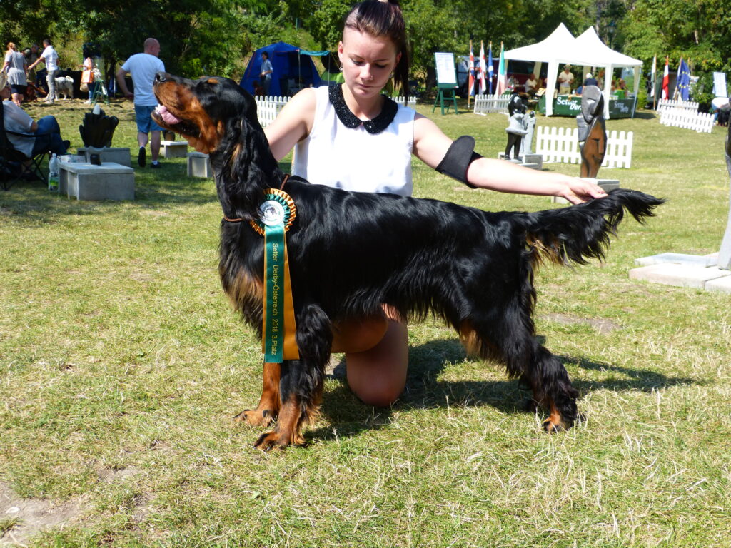 Setter Derby 15.7.2018, Rakousko