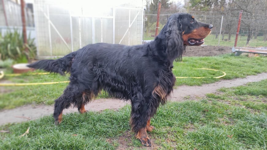 Dorka 46. den březosti