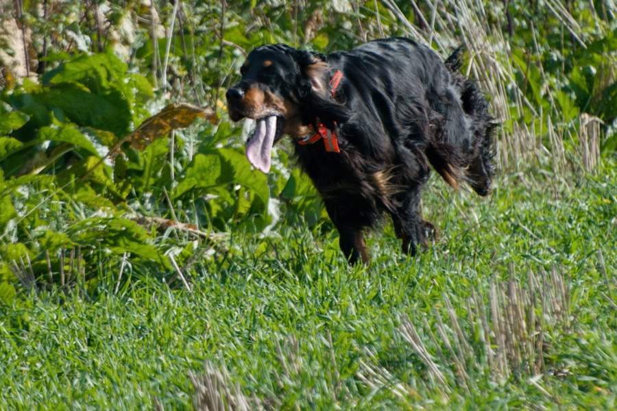 Pohár Sv. Huberta 19.10.2019