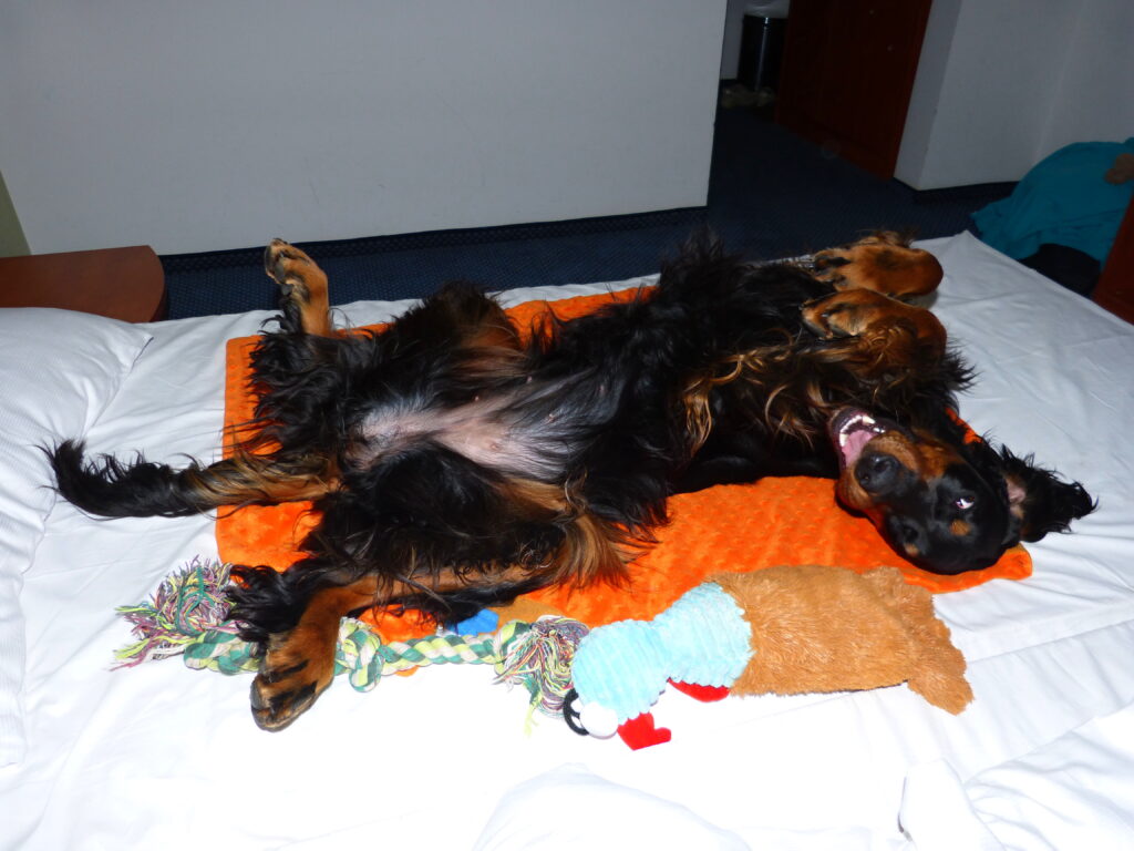 DANUBE CACIB Bratislava 26.- 28.10.2018