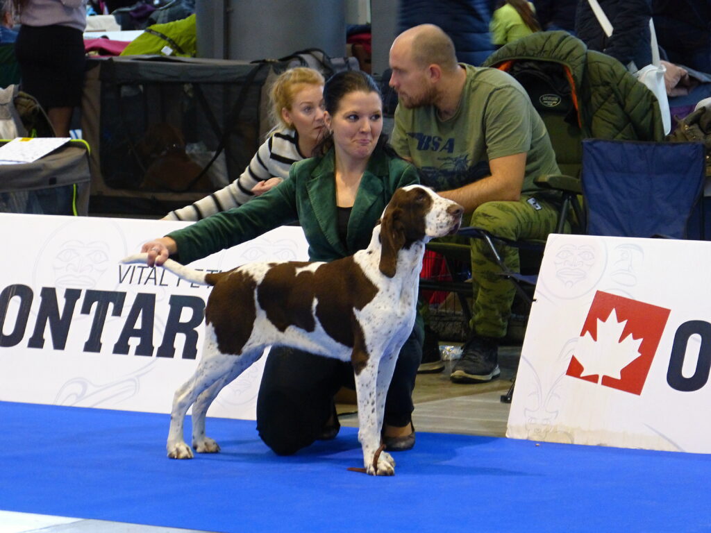 Hanácká národní výstava psů, Brno 12.1.2019
