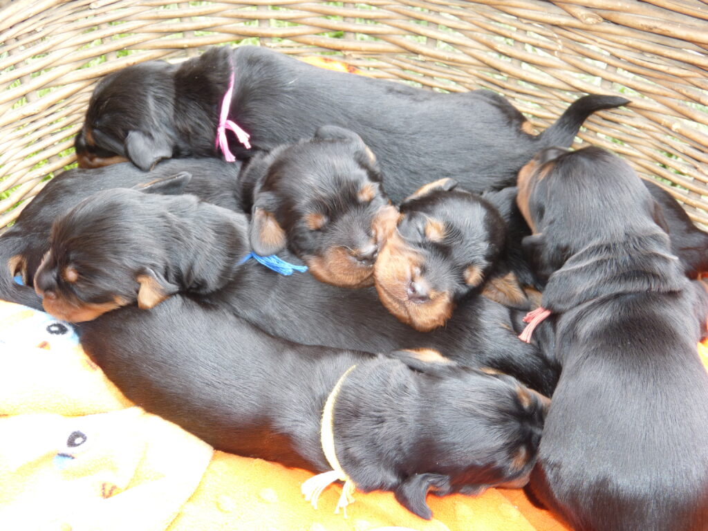 Štěňátka 1 týden stará