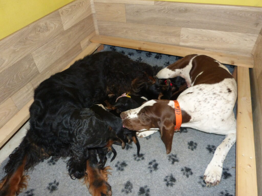 Štěňátka 2 týdny stará