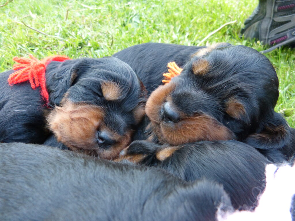 Štěňátka 3 týdny stará