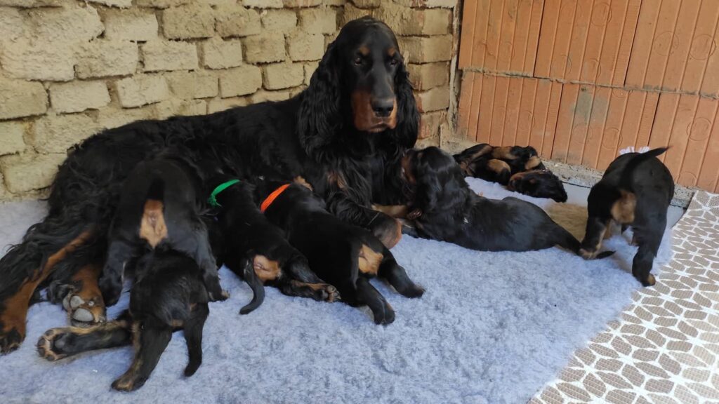 Štěňátka 4 týdny stará