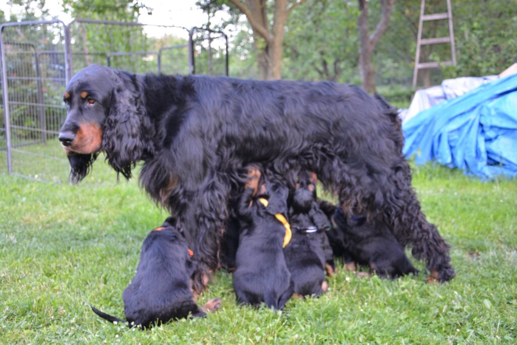 Štěňátka 4,5 týdne stará – a postojovky