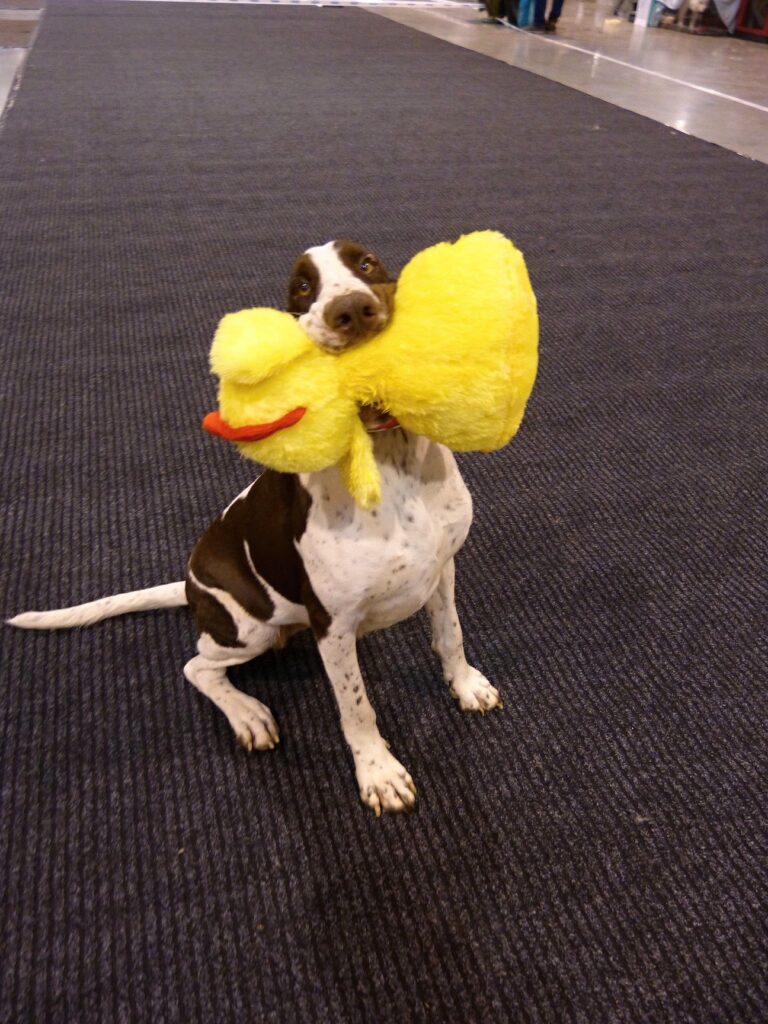 IDS Katowice 8.2.2020