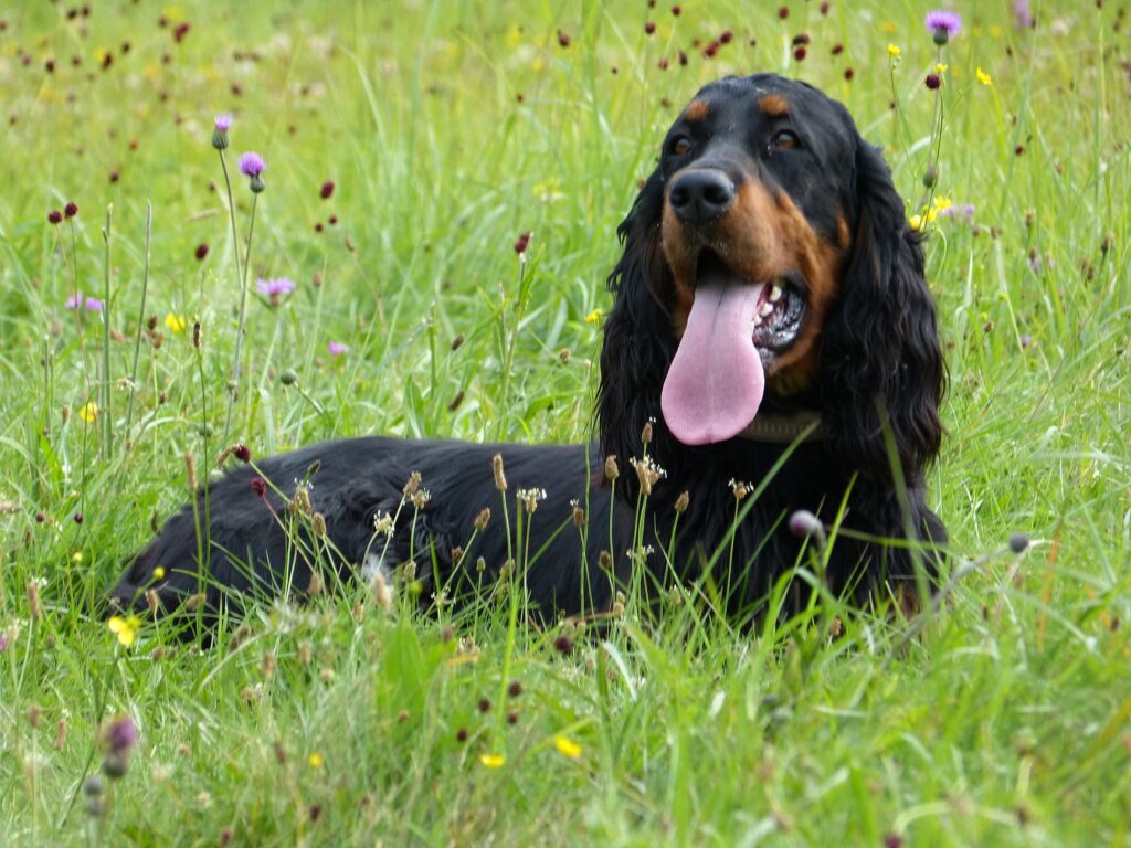 Smashing Pumpkin Revolution Breeze – Dorotka 4 roky