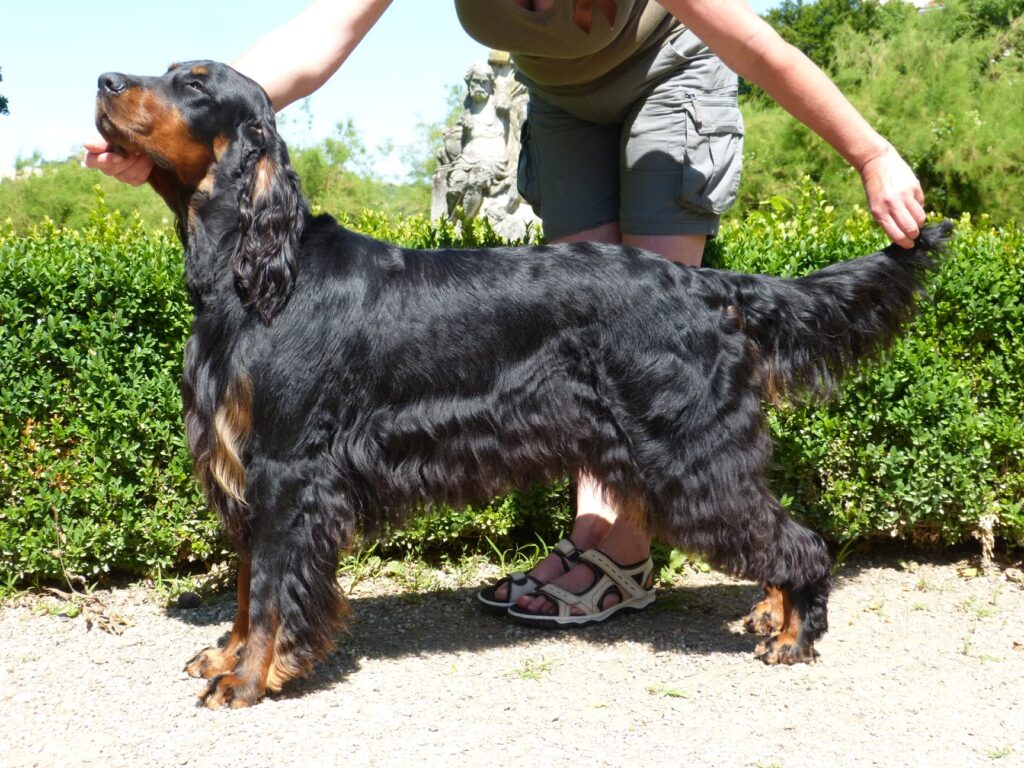 XXIV. Klubová výstava MSKAO, 10.7.2021 Slavkov