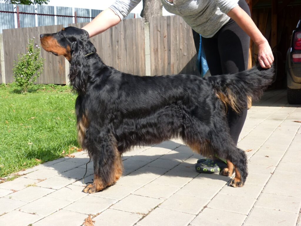 Word dog show – 1.10.2021 Brno