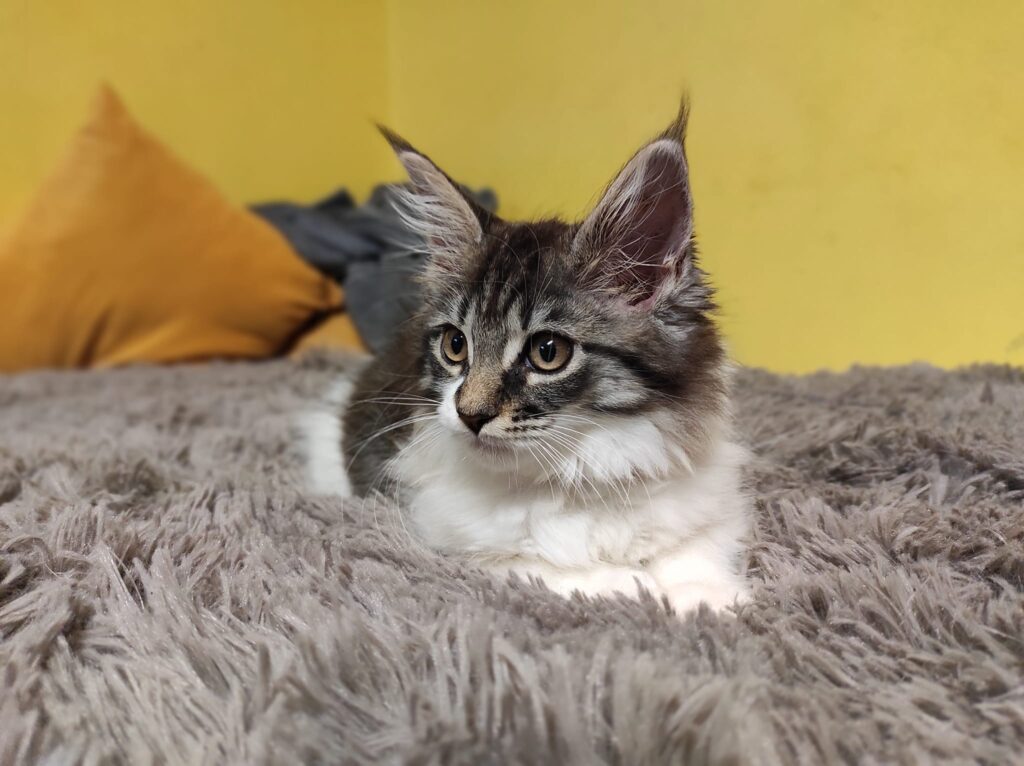 Gábina 2 Štědrovečerní překvapení