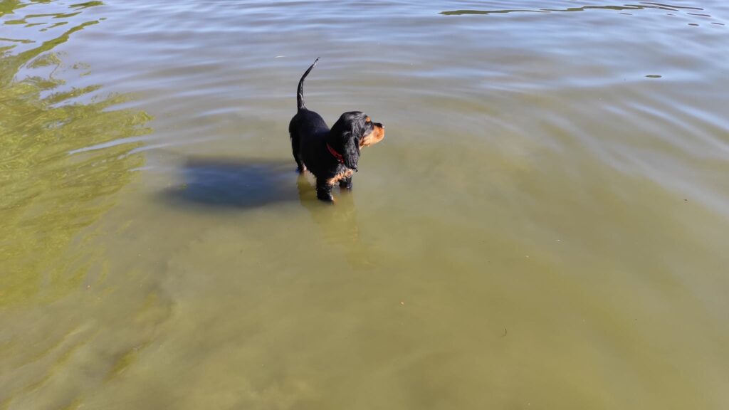 Ayra Dorcanell… naše princezna poprvé u vody