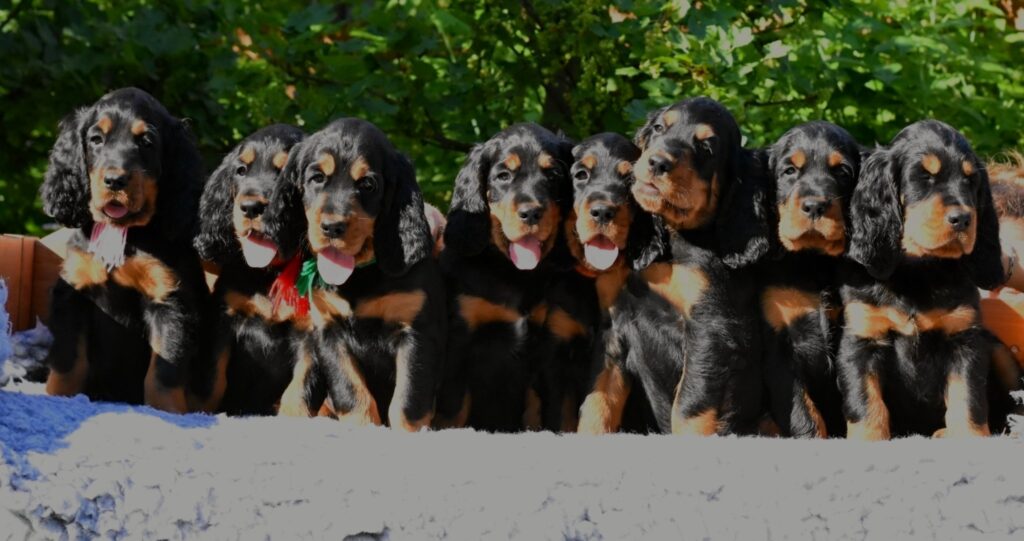 vrh “A”první narozeniny