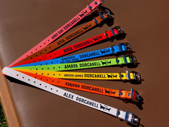 Štěňátka 8 týdnů stará a jejich odchod do nových domovů