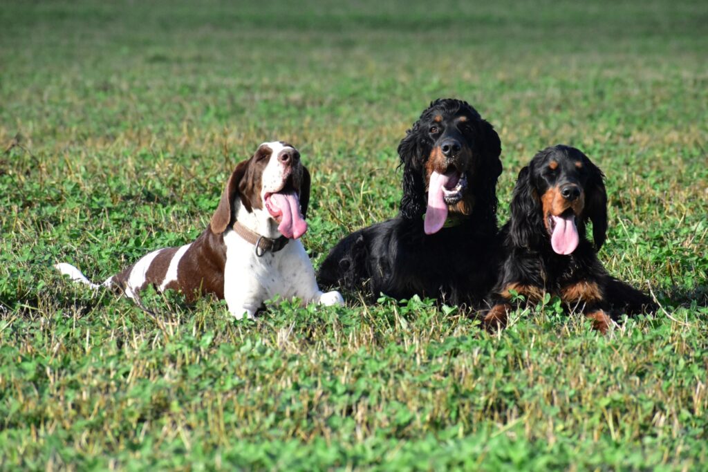 Ayra 6 měsíců, Dora 5 let a Ella 4 roky