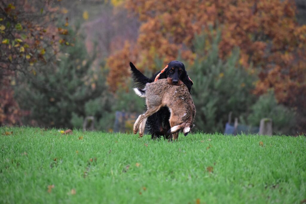 Hon na drobnou MS Doubravice