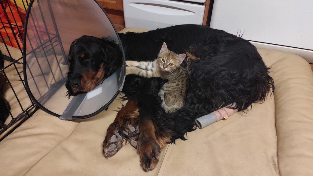 Dorka a ukončení výstavní kariéry