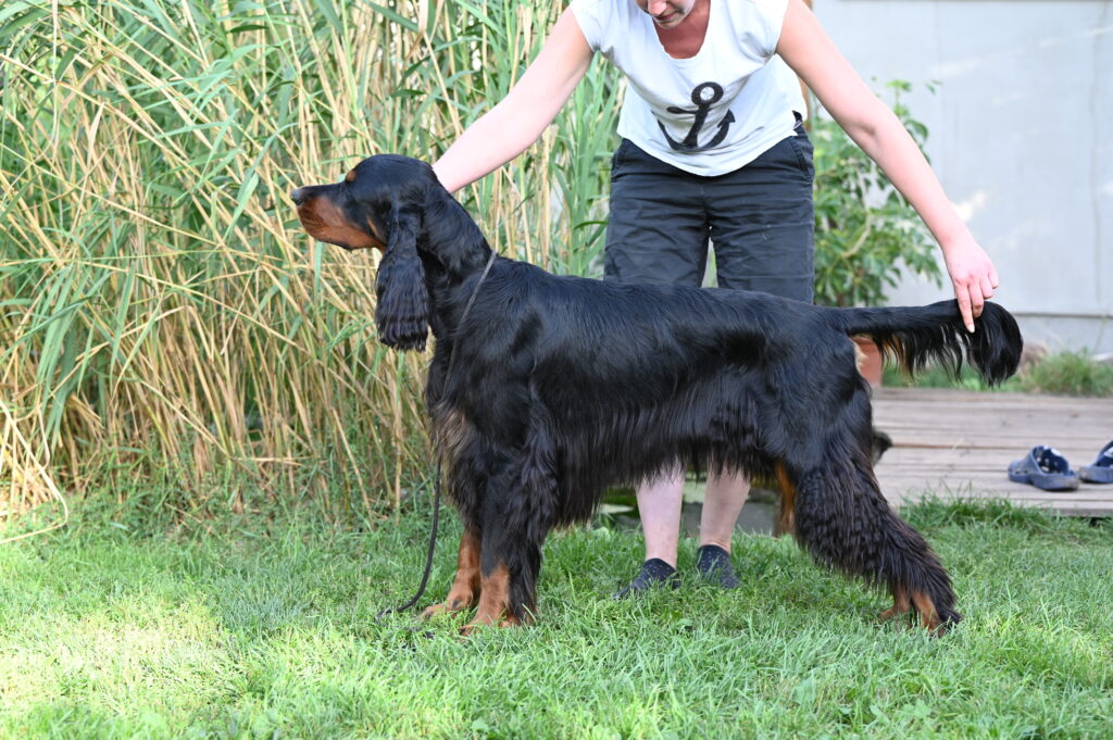 Dogshow weekend Osijek (HR)