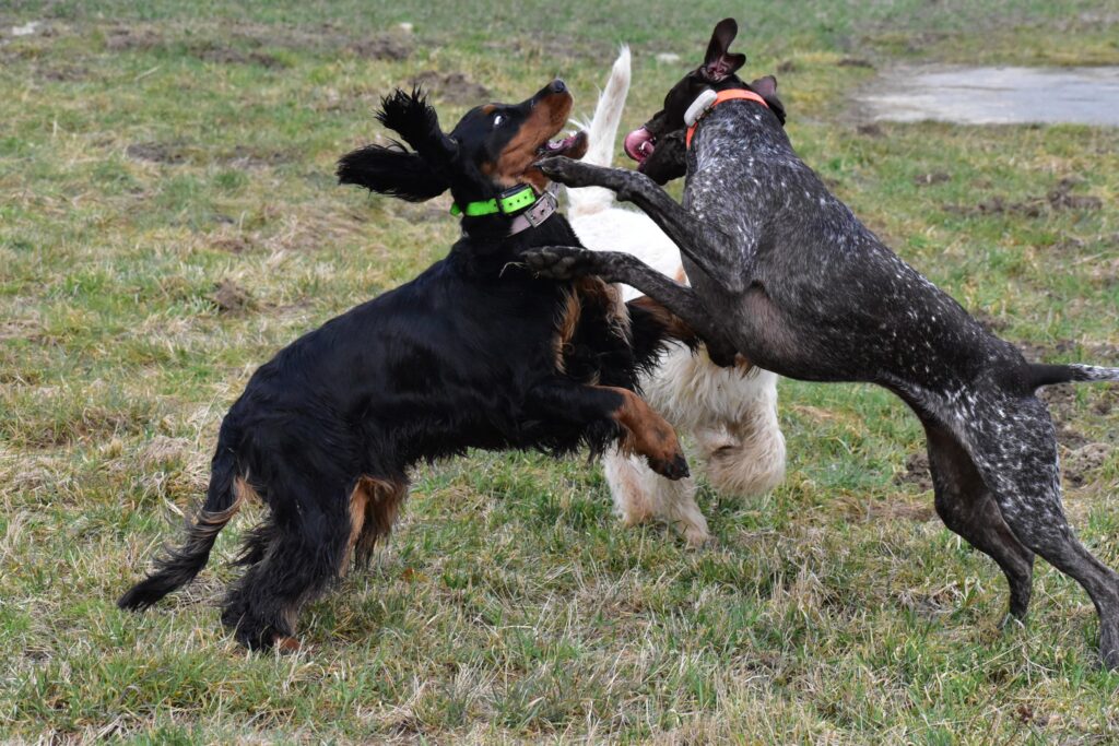 Výcvik, a socializační skupinky