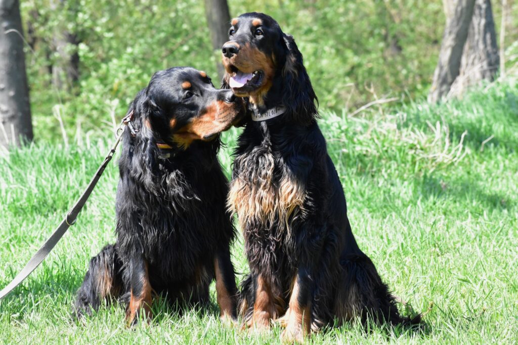 Novomlýnské derby (ZV – CACT) a TAN