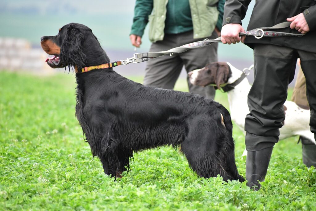 Archie-James ZV(CACT) MSKAO