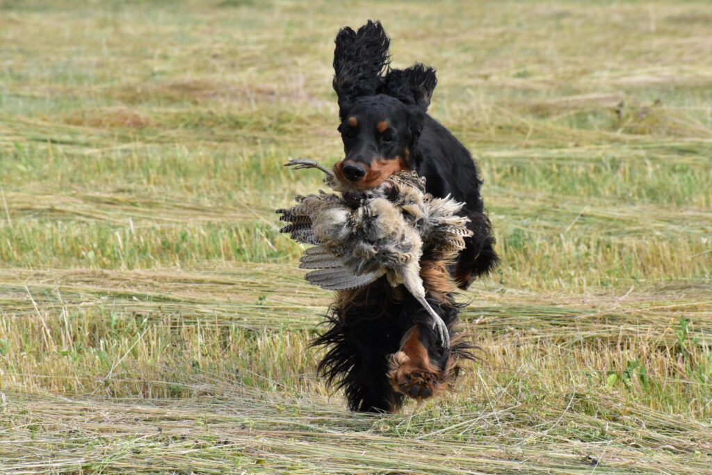 Nácvik disciplín s bažantí slepičkou