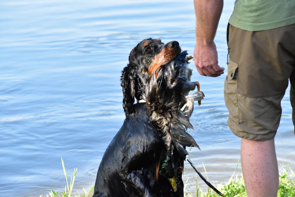 Nácvik disciplín vodních zkoušek
