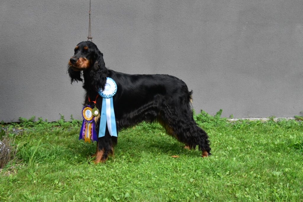 SLOVAKIA DOG CUP OPEN 2023