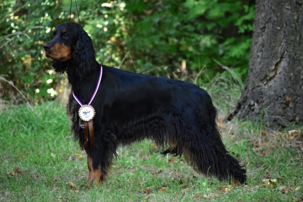 Šumavská MVP Klatovy