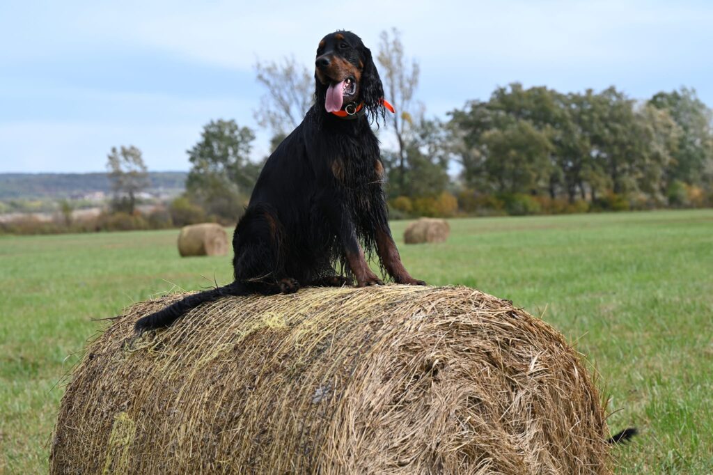 Amatheo SoulFairy na výstavách v maďarsku
