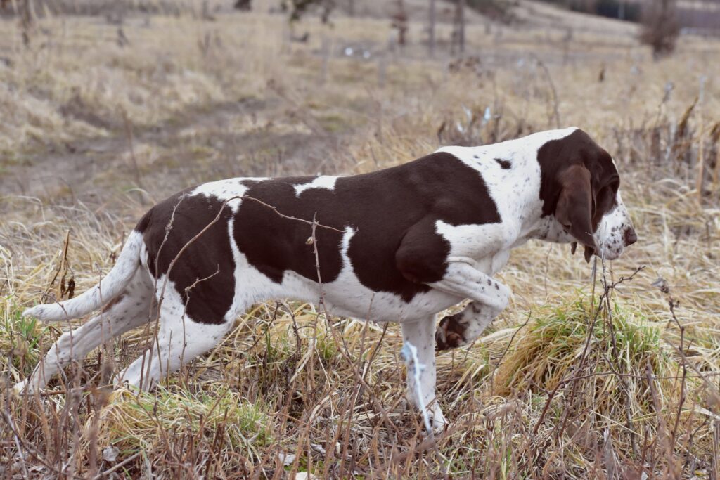 Focení s křepelkou