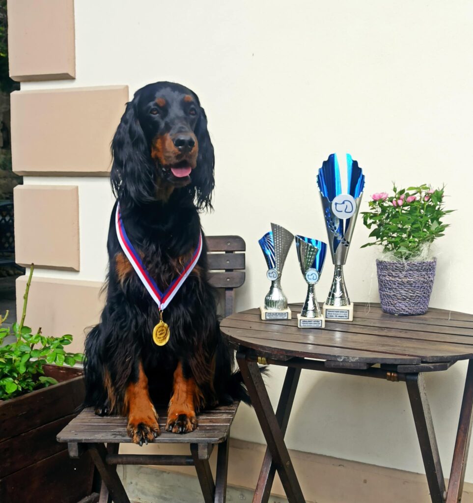 Abby-Dar Dorcanell Pojizerská výstava psů